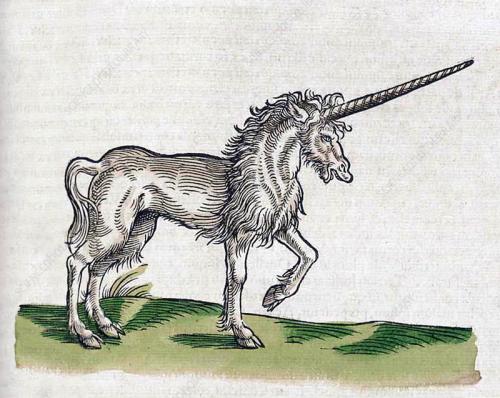 Unicorn